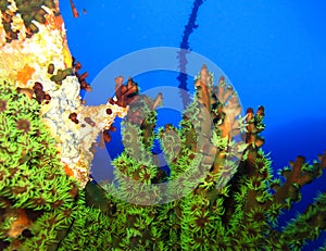 Underwater world in deep water in coral reef and plants flowers flora in blue world marine wildlife, Fish, corals, dolphins