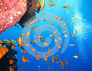 Underwater world in deep water in coral reef and plants flowers flora in blue world marine wildlife, Fish, corals, dolphins