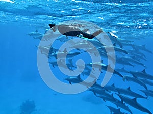 Underwater world in deep water in coral reef and plants flowers flora in blue world marine wildlife, Fish, corals, dolphins