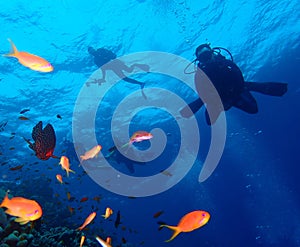 Underwater world in deep water in coral reef and plants flowers flora in blue world marine wildlife, Fish, corals, dolphins