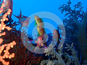 Underwater world in deep water in coral reef and plants flowers flora in blue world marine wildlife, Fish, corals and sea creature