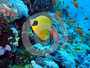 Underwater world in deep water in coral reef and plants flowers flora in blue world marine wildlife, Fish, corals and sea creature