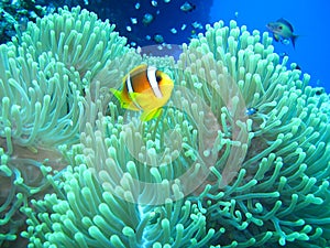 Underwater world in deep water in coral reef and plants flowers flora in blue world marine wildlife, Fish, corals and sea creature