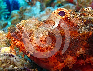 Underwater world in deep water in coral reef and plants flowers flora in blue world marine wildlife, Fish, corals and sea creature