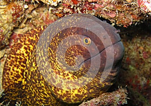 Underwater world in deep water in coral reef and plants flowers flora in blue world marine wildlife, Fish, corals and sea creature