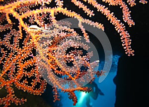 Underwater world in deep water in coral reef and plants flowers flora in blue world marine wildlife, Fish, corals and sea creature