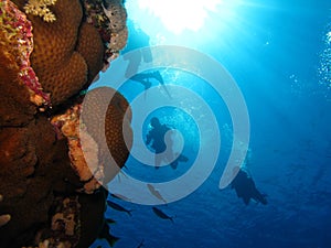 Underwater world in deep water in coral reef and plants flowers flora in blue world marine wildlife, Fish, corals and sea creature