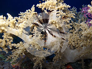 Underwater world in deep water in coral reef and plants flowers flora in blue world marine wildlife, Fish, corals and sea creature