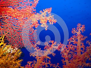 Underwater world in deep water in coral reef and plants flowers flora in blue world marine wildlife, Fish, corals and sea creature