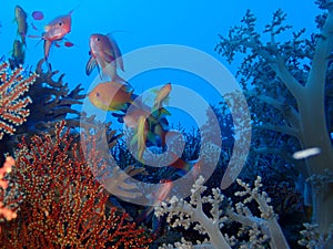 Underwater world in deep water in coral reef and plants flowers flora in blue world marine wildlife, Fish, corals and sea creature