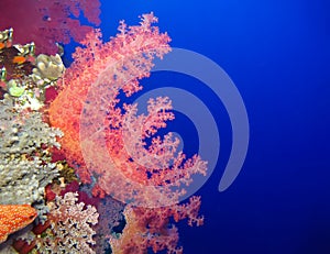 Underwater world in deep water in coral reef and plants flowers flora in blue world marine wildlife, travel nature beauty, sharks