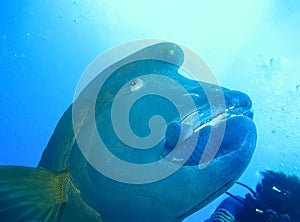 Underwater world in deep water in coral reef and plants nature flora in blue world marine wildlife, ocean sea dive. Fish napoleon