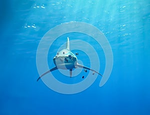 Underwater world in deep water in coral reef and plants nature flora in blue world marine wildlife, ocean sea dive. Fish napoleon