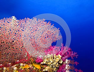 Underwater world in deep water in coral reef and plants nature flora in blue world marine wildlife, ocean sea dive. Fish napoleon