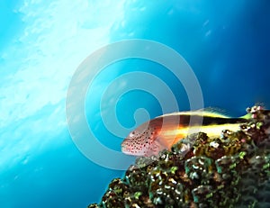Underwater world in deep water in coral reef and plants nature flora in blue world marine wildlife, ocean sea dive. Fish napoleon