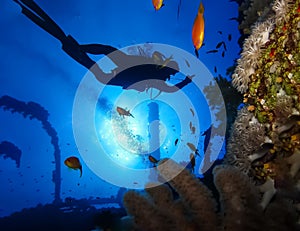 Underwater world in deep water in coral reef and plants nature flora in blue world marine wildlife, ocean sea dive. Fish napoleon