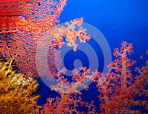 Underwater world in deep water in coral reef and plants nature flora in blue world marine wildlife, ocean sea dive. Fishes, corals