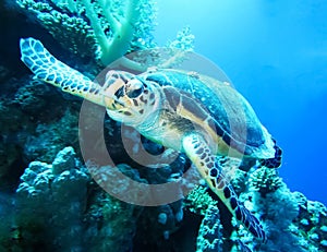 Underwater world in deep water in coral reef and plants nature flora in blue world marine wildlife, ocean sea dive. Fishes, turtle