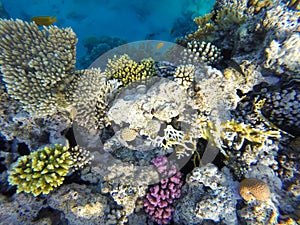 Underwater world with exotic fish and corals in the Red Sea Egypt
