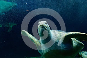 Underwater world with the green sea turtle also known as black sea turtle or Pacific green turtle (Chelonia mydas )