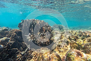 Underwater world, Indian ocean near Similan islands, View of cute little fish hiding under coral. Snorkeling. Underwater world of