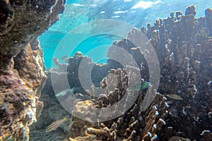 Underwater world, Indian ocean near Similan islands, View of cute little fish hiding under coral. Snorkeling. Underwater world of