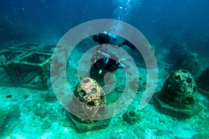 Underwater world, Indian ocean near Similan islands, View of cute little fish hiding under coral. Snorkeling. Underwater world of