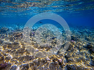 Underwater world landscape,colorful coral reef and blue clear wa