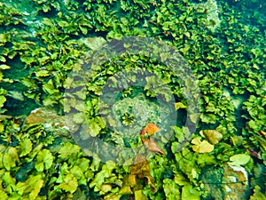 Underwater world. Lots of stones and bright green algae. We also see many colorful fish. Bright lighting. Background. Texture.