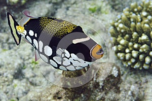 Underwater World Maldives