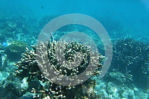 Underwater World Maldives