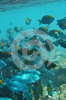 Underwater World Maldives