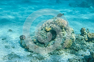 Underwater World of the Re Sea Coral Reef near Marsa Alam city,