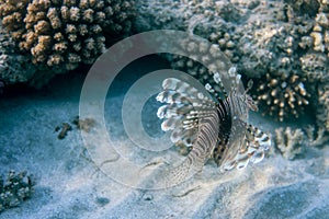 Underwater World of the Re Sea Coral Reef near Marsa Alam city,