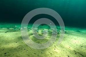 Underwater world in the Red Sea.