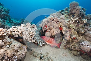 Underwater world in the Red Sea.