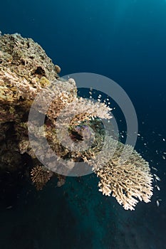 Underwater world in the Red Sea.