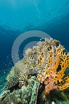 Underwater world in the Red Sea.