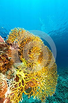 Underwater world in the Red Sea.