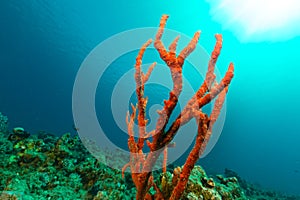 Underwater world in the Red Sea.