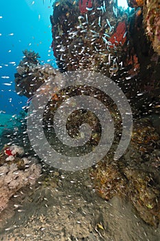 Underwater world in the Red Sea.