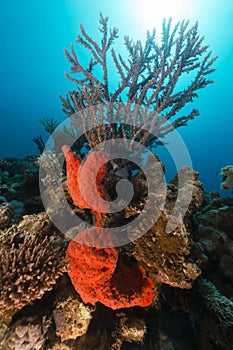 Underwater world in the Red Sea.