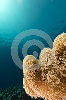 Underwater world in the Red Sea.