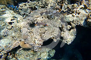 Underwater world of the Red Sea bright fish of colorful colors swim near the coral