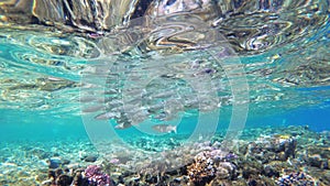 Underwater world of the Red Sea with colored fish and coral reef in the Red Sea. Egypt