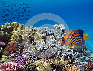 Underwater world with school fish swim above coral reef. Red Sea