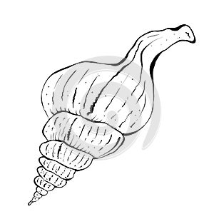 Underwater world with sea animals, spiral rapan shell. Hand drawn graphic illustration of sea shell. Drawn in black ink