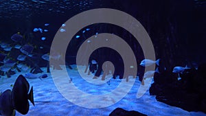 Underwater world - sea, ocean, fish, coral