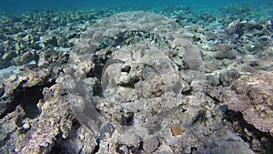 Underwater world in Sharm El Sheikh, Egypt