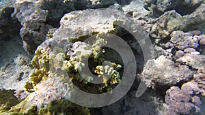 Underwater world in Sharm El Sheikh, Egypt